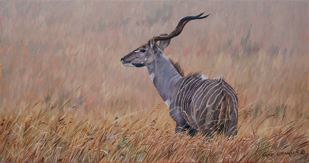 Lesser Kudu, Tsavo